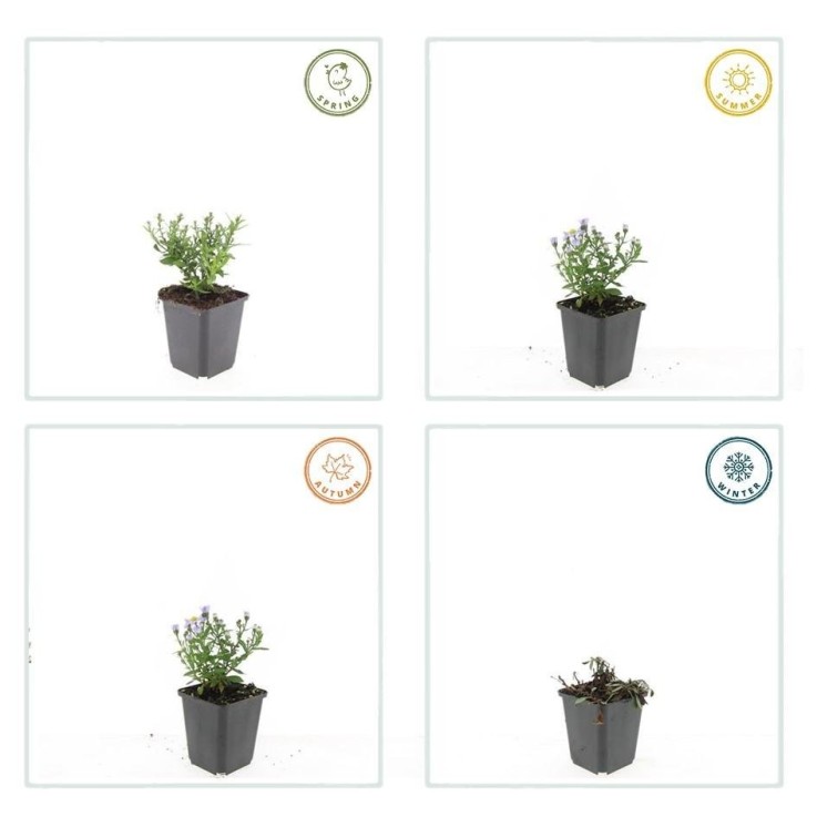 Aster nain d'automne 'Prof. Anton Kippenberg' -  6