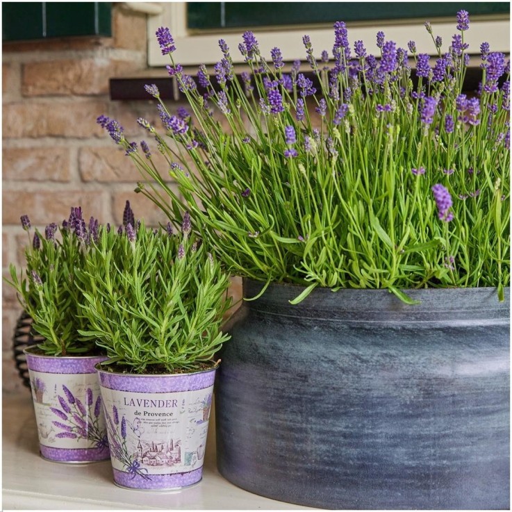 Lavande angustifolia Felice® en pot x3