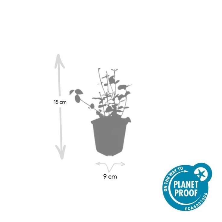 Fusain de Fortune 'Coloratus' -  12