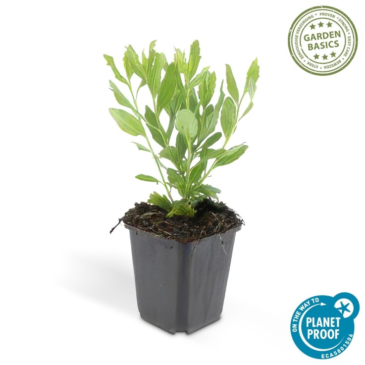 Aster du Japon 'Ashvi' -  6