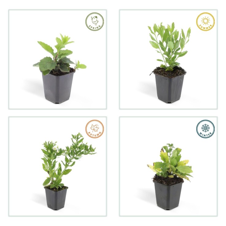 Aster du Japon 'Ashvi' -  6