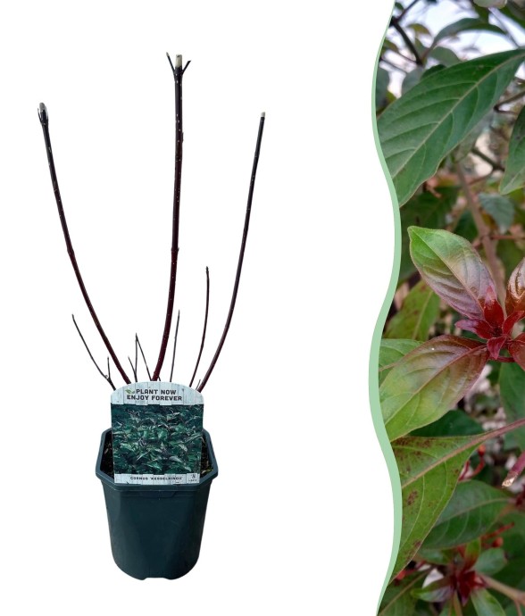 Cornouiller blanc Kesselringii