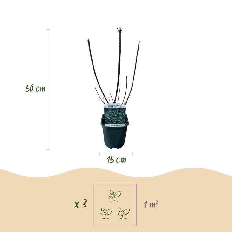 Cornouiller blanc Kesselringii