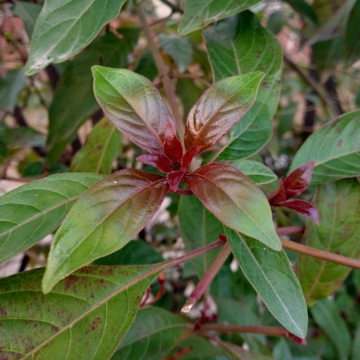 Cornouiller blanc Kesselringii