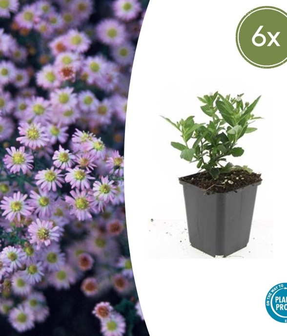 Aster du Japon 'Stardust' -  6