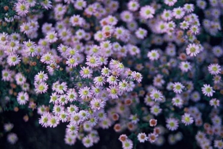 Aster du Japon 'Stardust' -  6