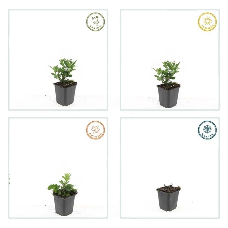 Aster du Japon 'Stardust' -  6