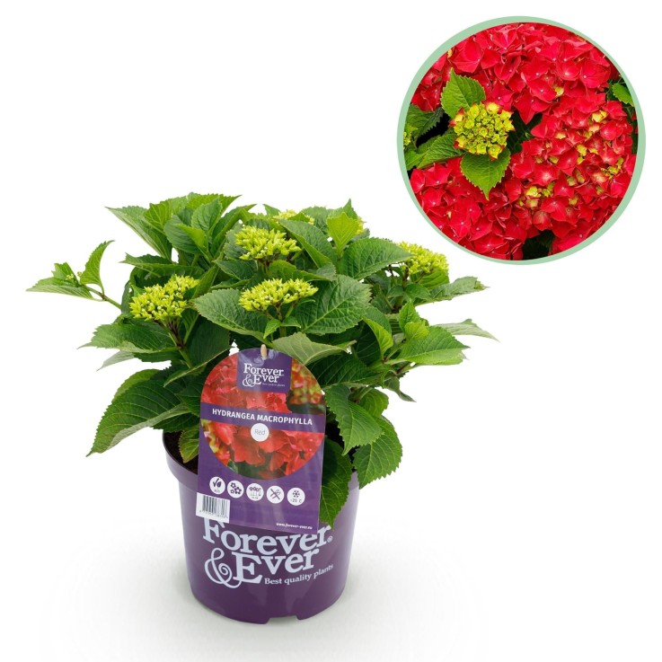 Hortensia Rouge en pot