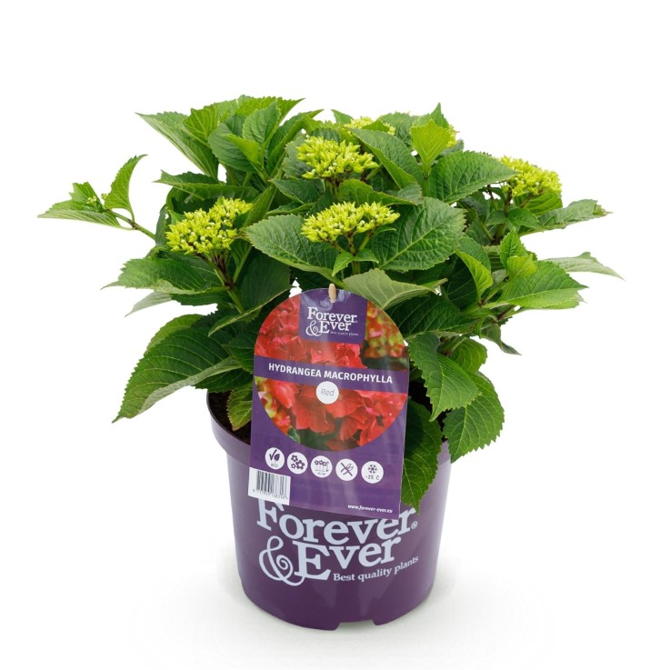 Hortensia Rouge en pot