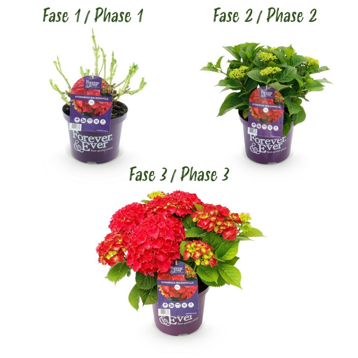 Hortensia Rouge en pot