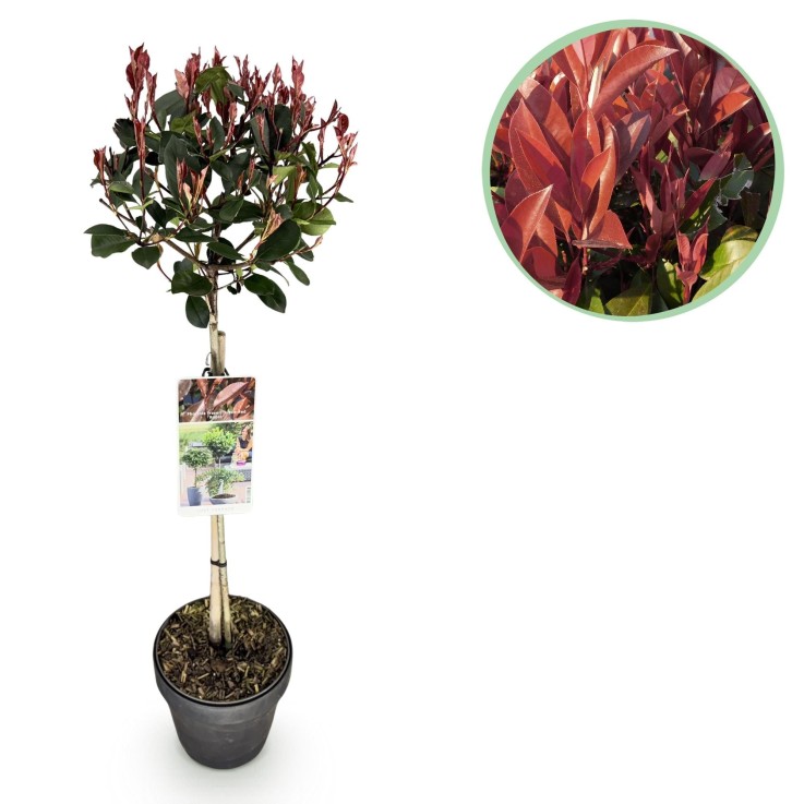 Photinia fraseri Little Red Robin en pot