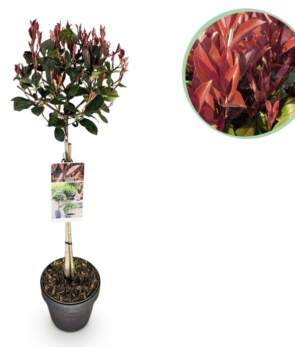 Photinia fraseri Little Red...