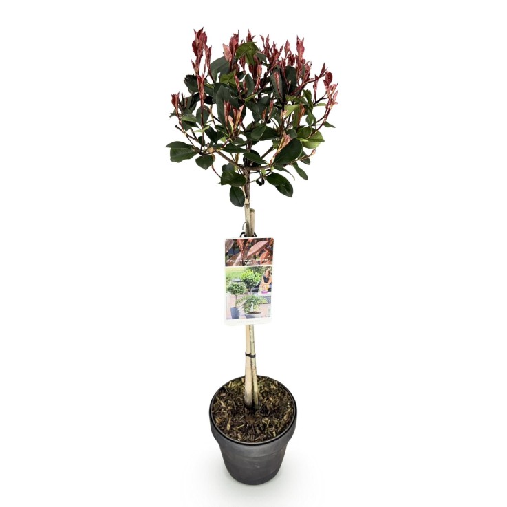 Photinia fraseri Little Red Robin en pot