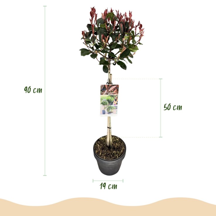 Photinia fraseri Little Red Robin en pot