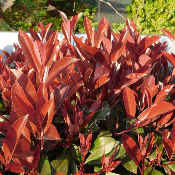 Photinia fraseri Little Red Robin en pot