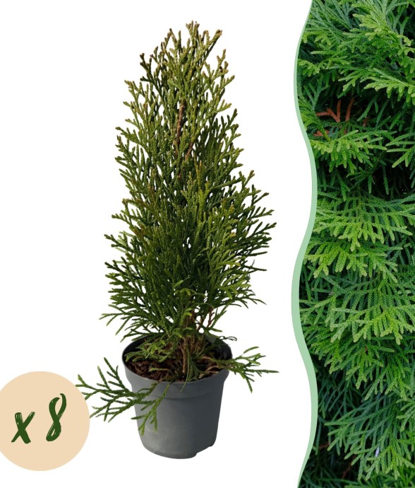 Thuya occidental Smaragd x8