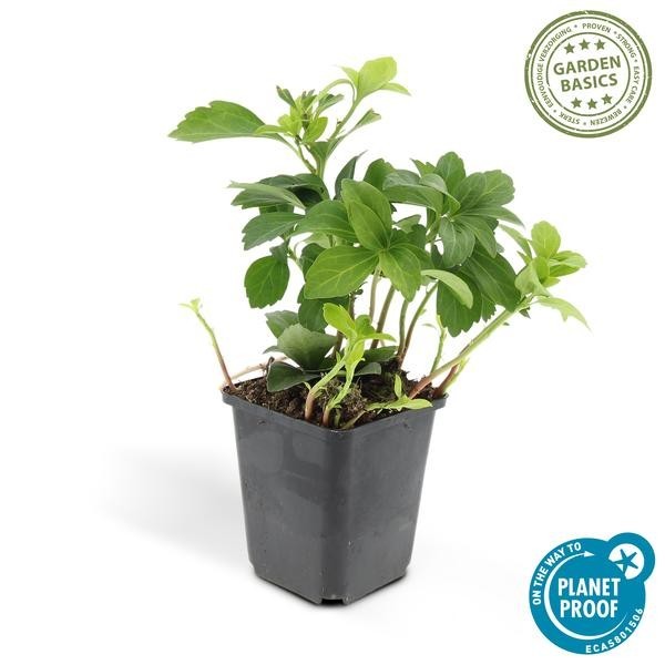 Pachysandre du Japon 'Green Carpet' -  6