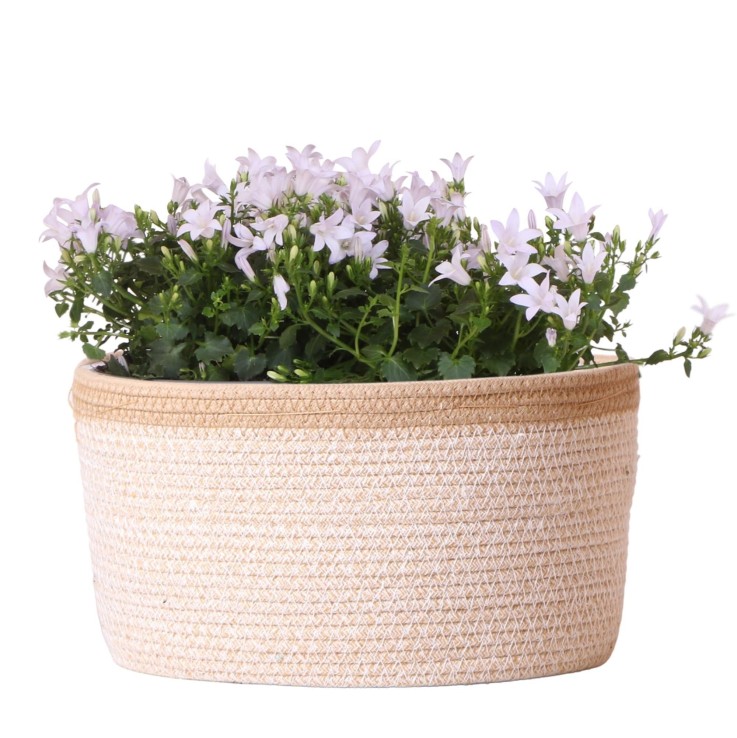 Campanula Addenda Ambella blanche en panier tissé avec réservoir