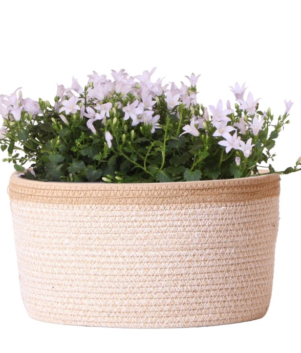 Campanula Addenda Ambella...