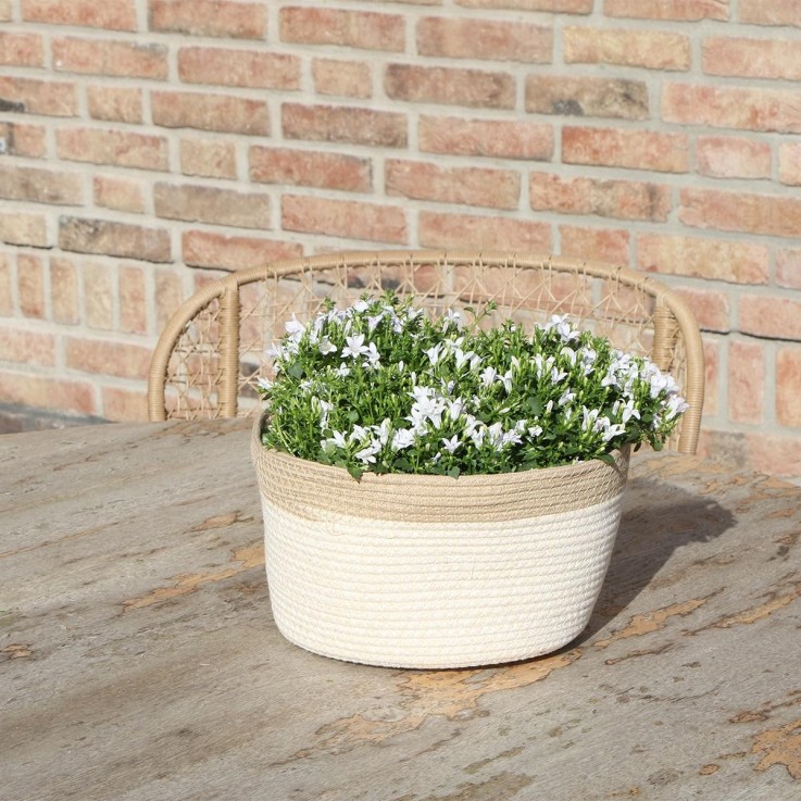 Campanula Addenda Ambella blanche en panier tissé avec réservoir