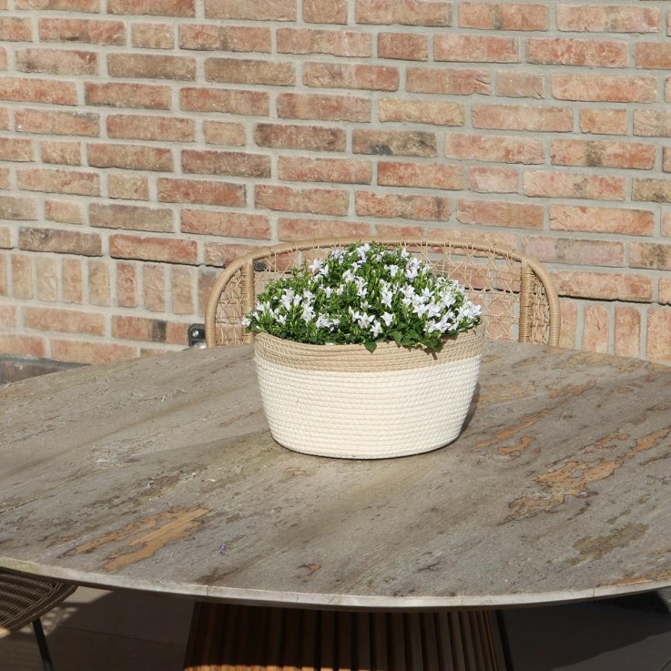 Campanula Addenda Ambella blanche en panier tissé avec réservoir