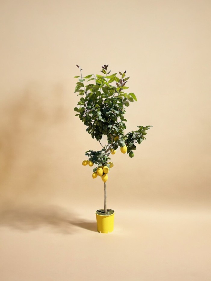 Citroenboom - 180 cm - ø24