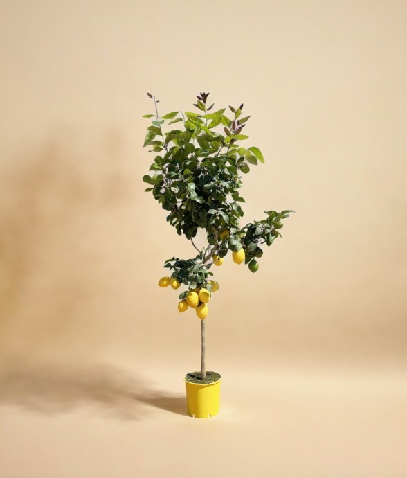 Citroenboom - 180 cm - ø24