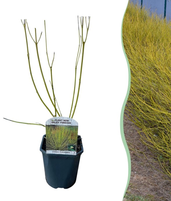 Cornouiller blanc...