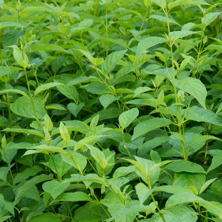 Cornouiller blanc Flaviramea en pot