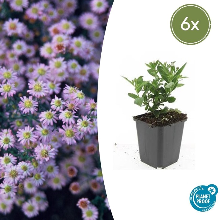 Aster du Japon 'Stardust' -  60