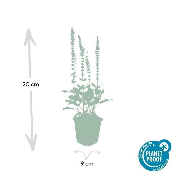 Sauge des bois 'Ostfriesland' -  60