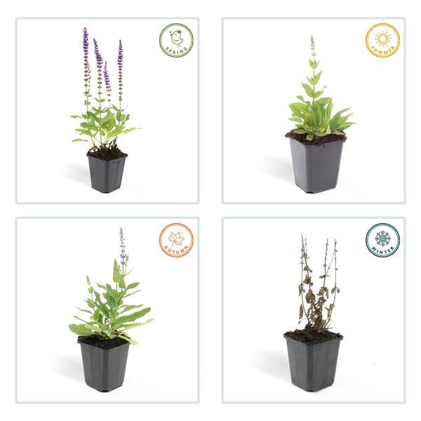 Sauge des bois 'Ostfriesland' -  60