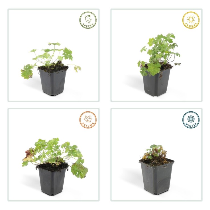 Géranium vivace 'Biokovo' -  60