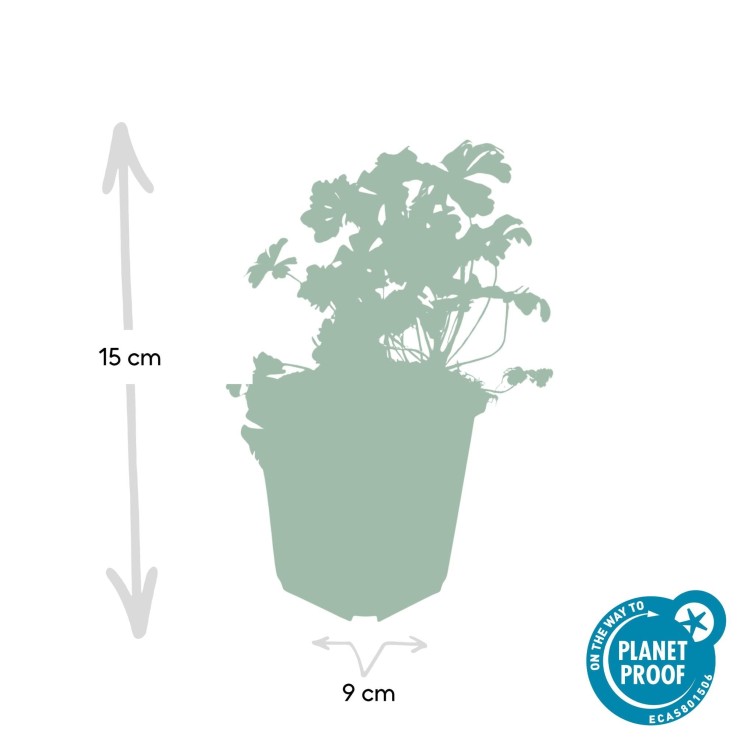 Géranium vivace 'Biokovo' -  60