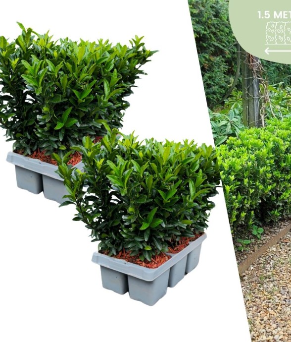 Fusains 'Green Spire' -  12