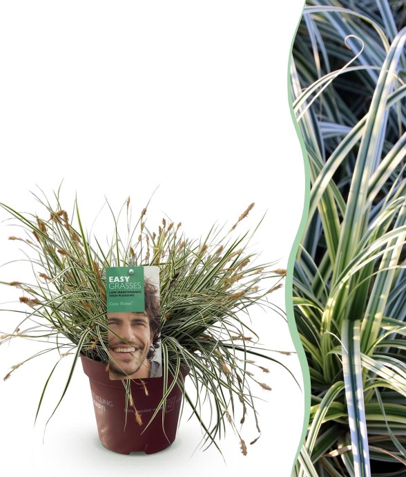 Carex oshimensis Everest en...