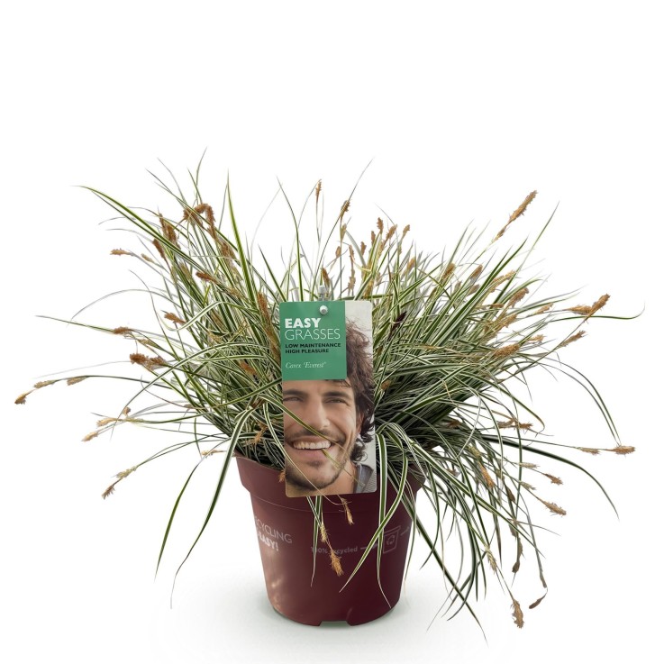Carex oshimensis Everest en pot