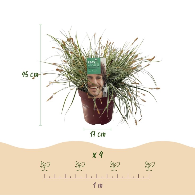 Carex oshimensis Everest en pot