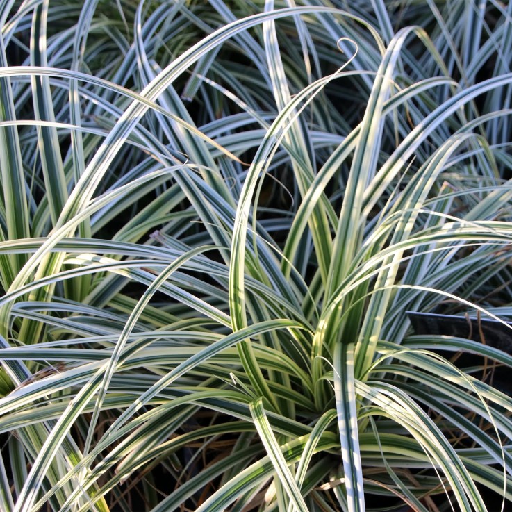 Carex oshimensis Everest en pot
