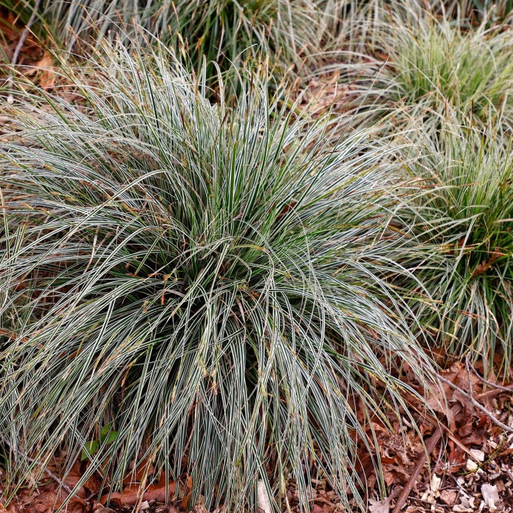 Carex oshimensis Everest en pot
