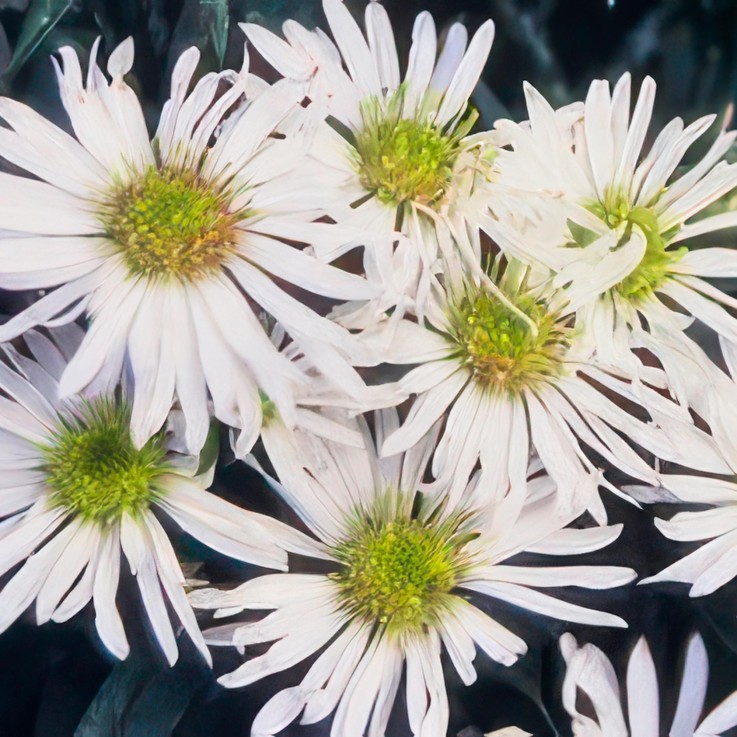 Aster du Japon 'Ashvi' -  60