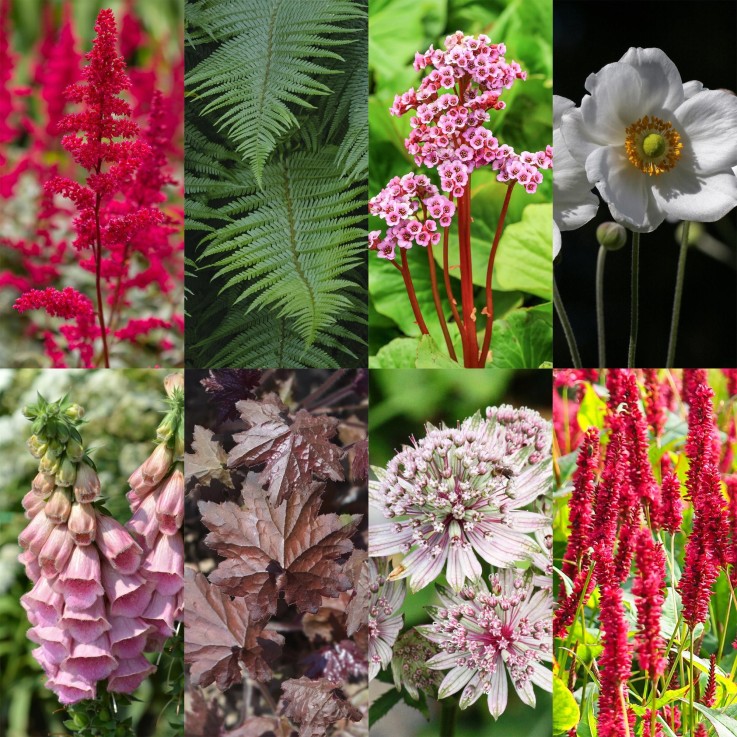 Vivaces d'ombre Mix x8