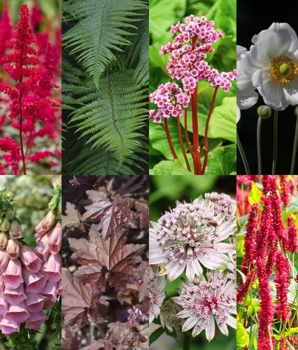 Vivaces d'ombre Mix x8