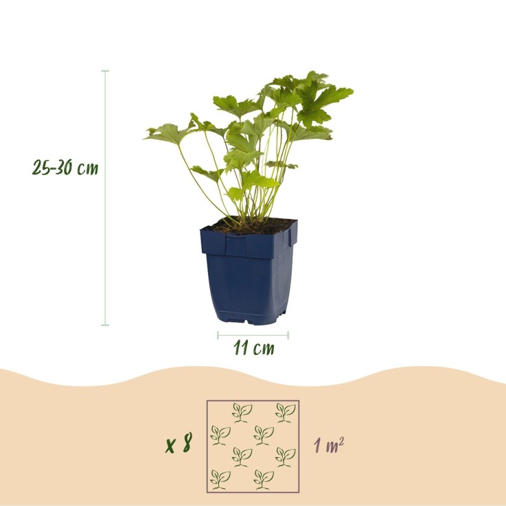 Vivaces d'ombre Mix x8