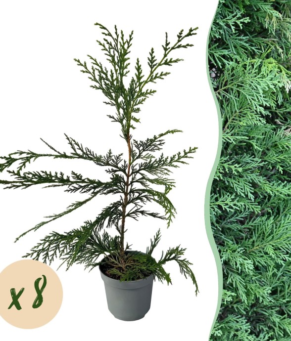 Cyprès de Leylandii x8