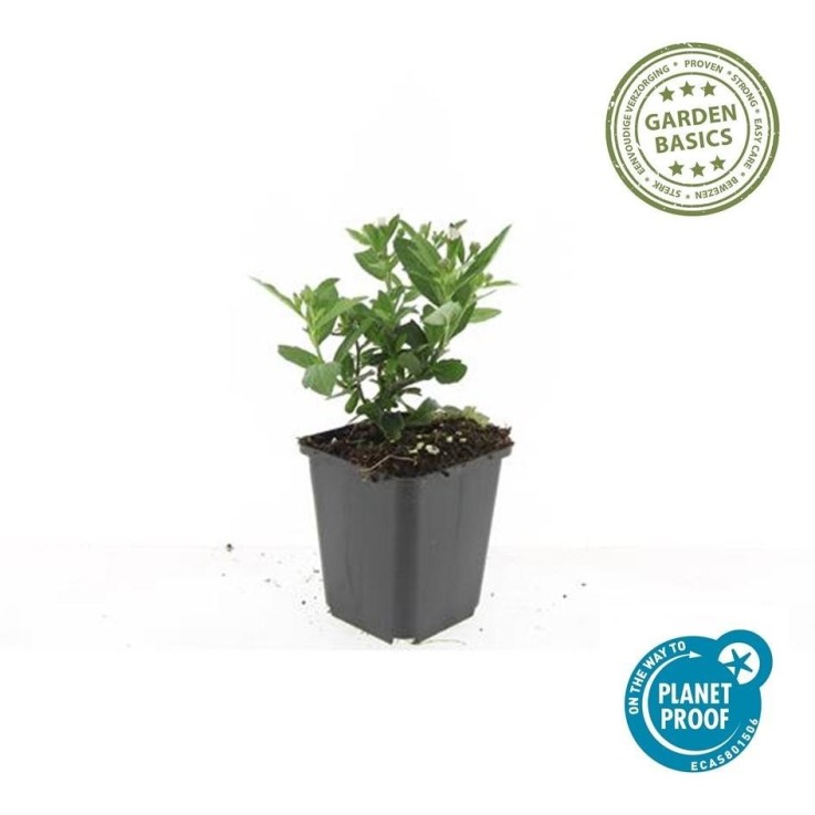 Aster du Japon 'Stardust' -  12