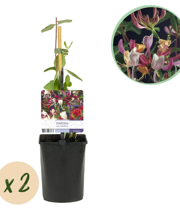 Chèvrefeuille Serotina x2