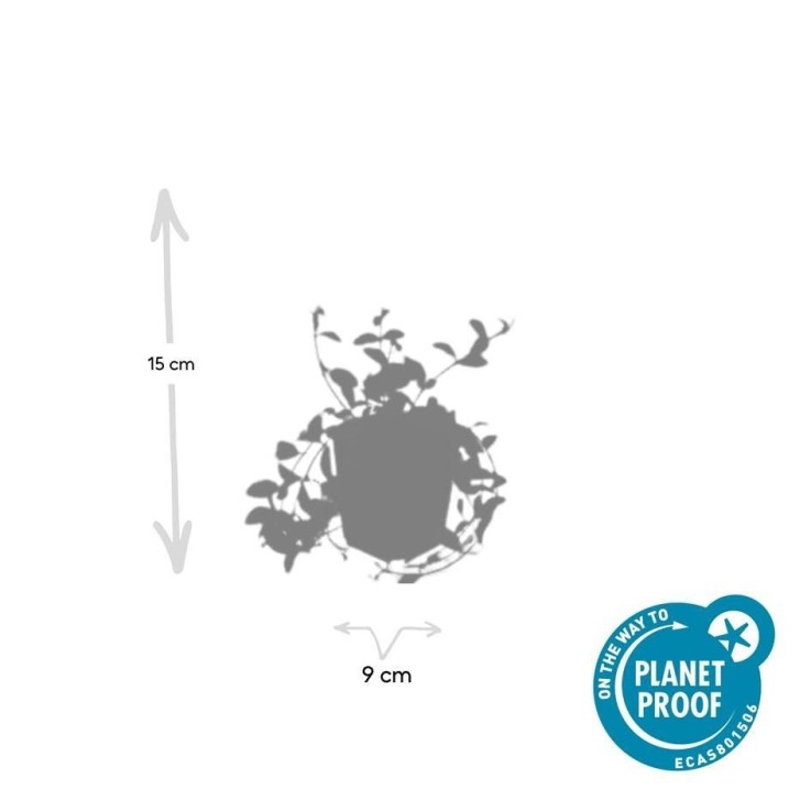 Petite Pervenche 'Aureovariegata' -  6