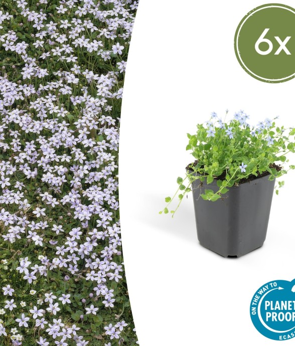 Isotoma fluviatilis -  60