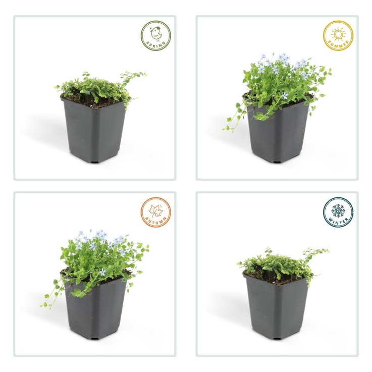 Isotoma fluviatilis -  60